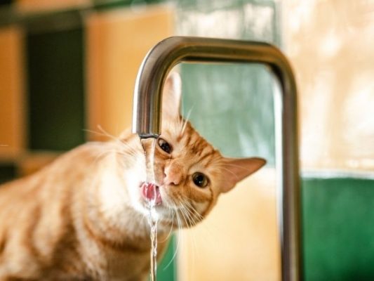 Có nên cho thú cưng uống nước máy
